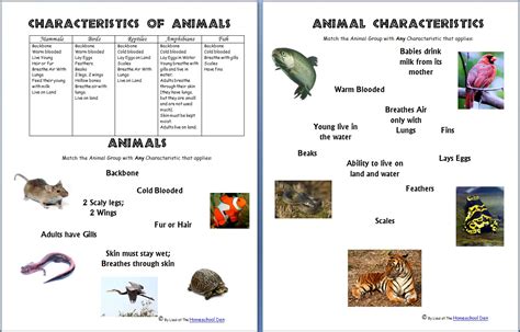 Animals and Their Characteristics (Free Worksheet) - Homeschool Den