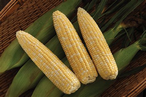 SV9014SB | Performance Series | Sweet Corn | Corn | Products | Vegetables | Rupp Seeds