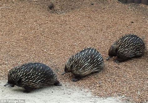 Male Echidna rivals fight over a female in a rare display of breeding behaviour | Daily Mail Online