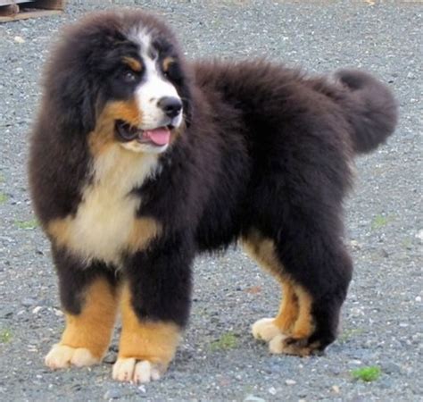 Bernese Mountain Dog Breed Pictures