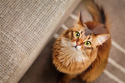 Types of Somali Cat Colors and Coat Types (With Pictures)