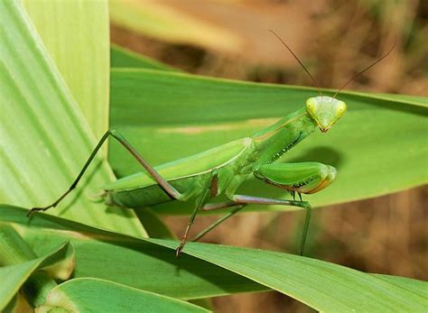 Connecticut State Insect Lesson: The European Mantis - Owlcation