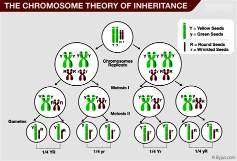 Chromosomal Theory of Inheritance - Understanding Genetics and Heredity