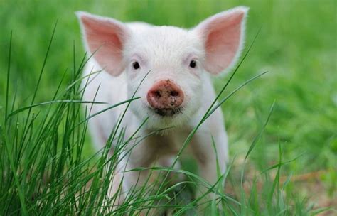 50 Amazing Pig Facts Your Kids Will Love (2024) - Milwaukee With Kids