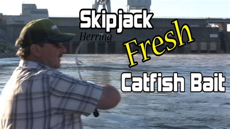 Skip jack (Herring) is the best catfish bait. - YouTube