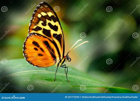 Heliconius Ismenius, Butterfly in Nature Habitat. Nice Insect from Costa Rica in the Green ...