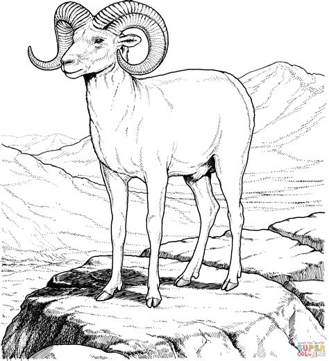 Download Dall Sheep coloring for free - Designlooter 2020 👨‍🎨