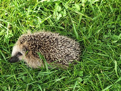 Ugly Hedgehog??? Ran across this little guy last week in Bergen Norway. Don't know what he was ...