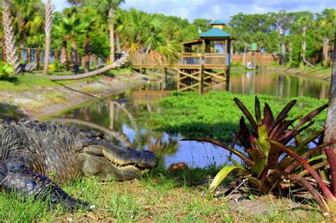 Wild Florida Wildlife Park Admission | Gray Line