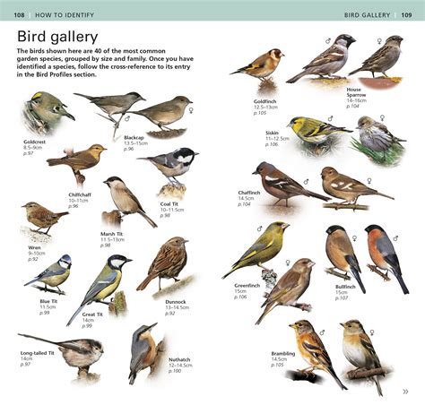 rspb garden birds | Fasci Garden