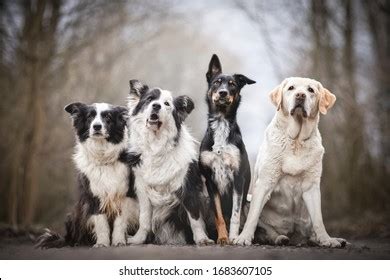 Pack Dogs 4 Sitting Dogs Stock Photo 1683607105 | Shutterstock