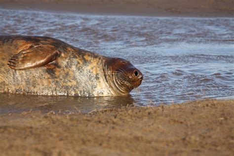 Donna Nook Seals - Mike Robinson Photography