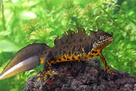 Great Crested Newt Ecology and Surveying 20th-21st May 2024 - Somerset - Ecology Training UK