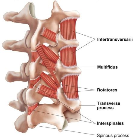 Integrated functional anatomy of the transversospinalis muscles ...