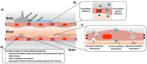 Peptides Crossing the Blood-Brain Barrier