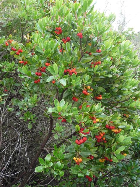 Arbutus Flower - Natural Beauty