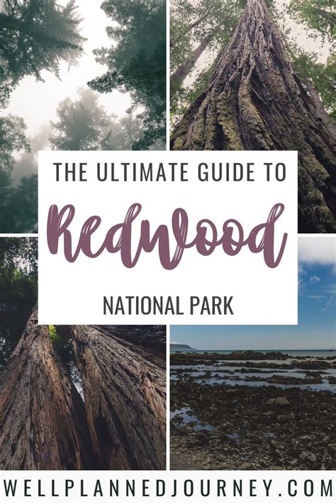 The Ultimate Guide to Redwood National Park - Well Planned Journey ...