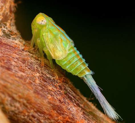 My New Obsession: Leafhopper Nymphs | The Featured Creature | Leafhopper, Ant species, Animals