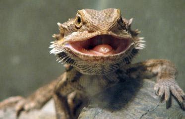 My happy bearded dragon smiling when he was much younger. : aww