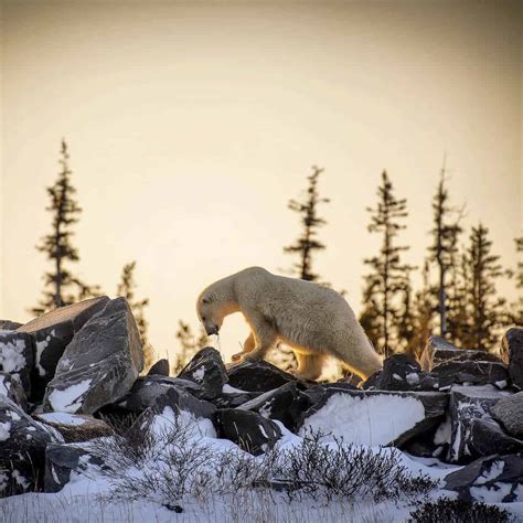 The COMPLETE Guide for Visiting Churchill, Manitoba