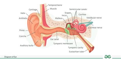 Diagram of Ear with Label - Structure and Parts of the Ear - GeeksforGeeks