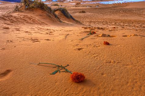 Coral Pink Sand Dunes State Park - Sights + Sounds