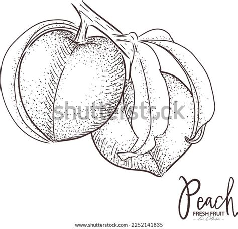 Peach Illustration Fresh Fruit Drawing Hand Stock Vector (Royalty Free) 2252141835 | Shutterstock