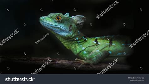 455 Common basilisk Images, Stock Photos & Vectors | Shutterstock