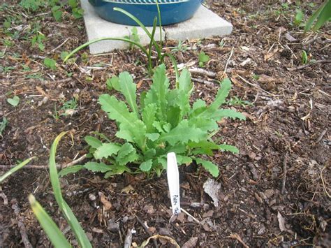 Photo of the emerging growth of Poppy (Papaver somniferum 'The Giant') posted by Hemophobic ...