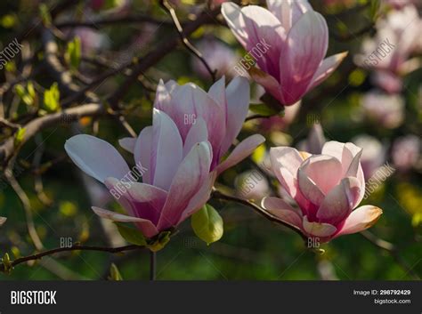 Magnolia X Soulangeana Image & Photo (Free Trial) | Bigstock