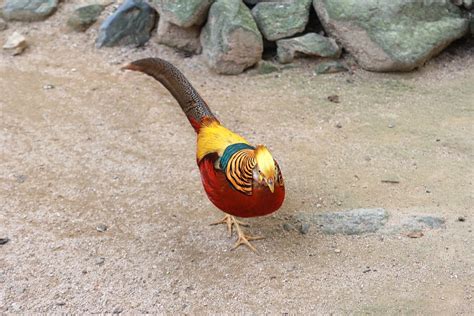 Free photo: Red Golden Pheasants - Free Image on Pixabay - 1011741