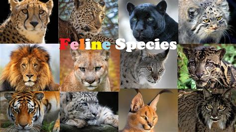 All Wild Cat Species || All Species Of Cat Family(Felidae) - YouTube