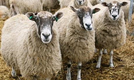 Schmallenberg virus could spread to sheep across the UK | Agriculture ...