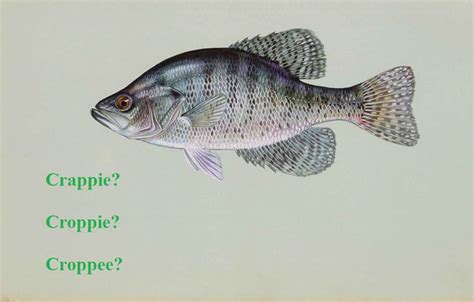 Crappie Pronunciation: Why is Crappie Pronounced Croppie?