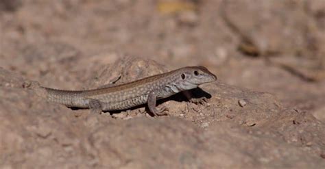 Whiptail Lizard - A-Z Animals