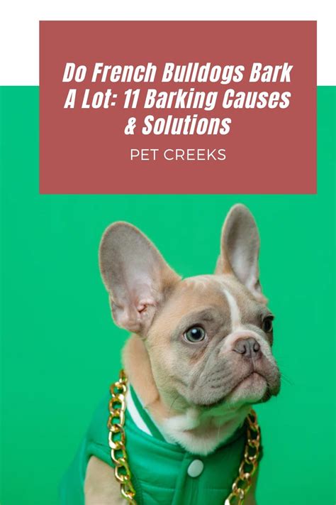 Do French Bulldogs Bark A Lot: 11 Barking Causes & Solutions | Bulldog ...