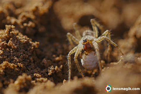 Wolf Spider With Eggs _ Lycosidae | Lensmagik.com