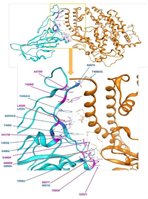 Spike protein and human ACE2 binding ability shows SARS-CoV-2 viral ...