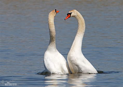 Mute Swan Photos, Mute Swan Images, Nature Wildlife Pictures | NaturePhoto