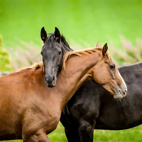 Horse Grooming Guide | Budget Pet Products