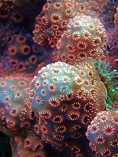 Fiji's Colorful Corals Are Indication of Coral Health, Reef ResilienceLiving Oceans Foundation