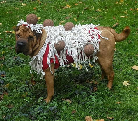 DIY spaghetti and meatballs dog costume #diy #dogcostume #dog #costume ...