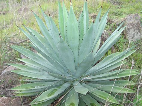 Maguey Blanco (Ag. Americana Oaxacensis) - Muina