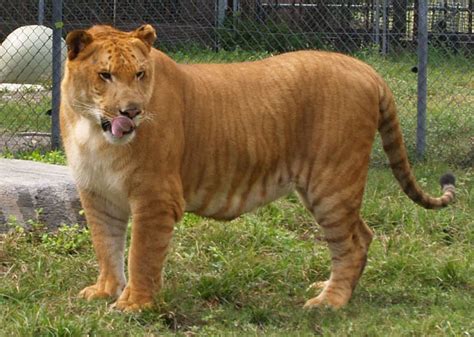 Most Terrifying & Amazing Creatures on Earth....: Amazing Liger (Rare Wild Cats)