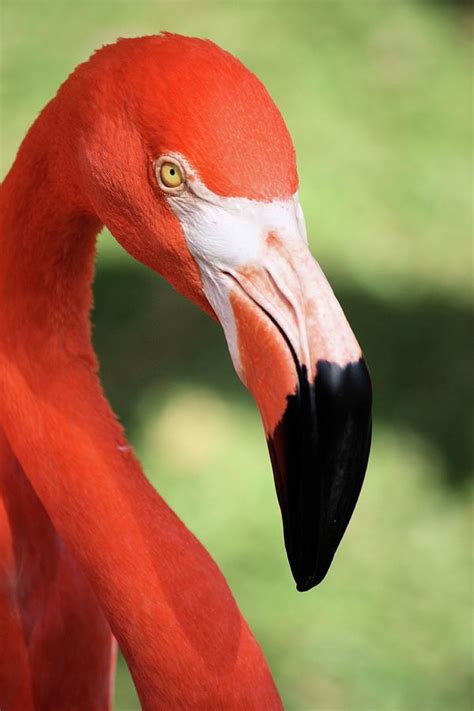 Flamingo Portrait One Photograph by Jim Hudson - Pixels