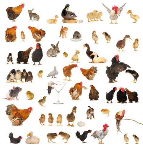 All kinds of farm animals Stock Photo 05 free download