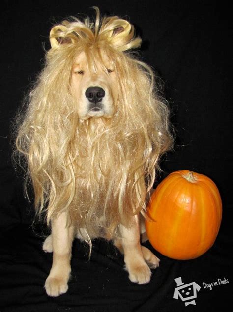 A Cowardly Lion | Dogs In Duds For Dogs Who Like To Dress Up | Dog halloween costumes, Funny ...