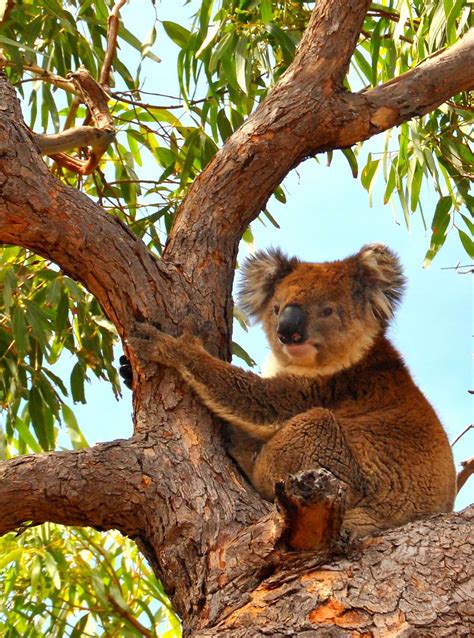 Australia's unknown Eyre Peninsula full of attractions