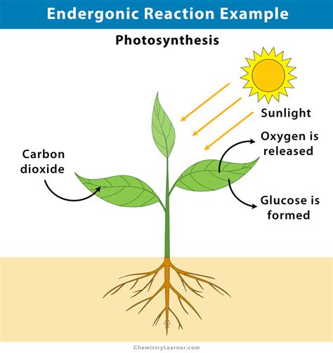 Endergonic Reaction: Definition, Examples, and Graph