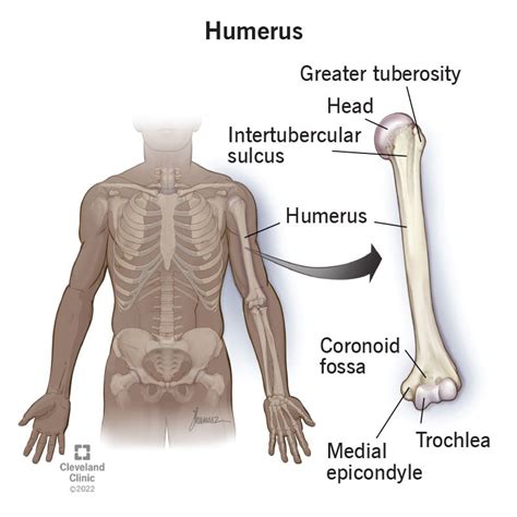 Difference Between Right And Left Humerus